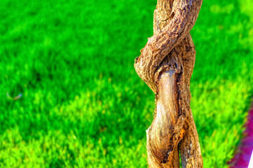 Plant branches intertwined close up.
