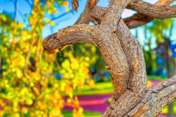 Plant branches intertwined close up.