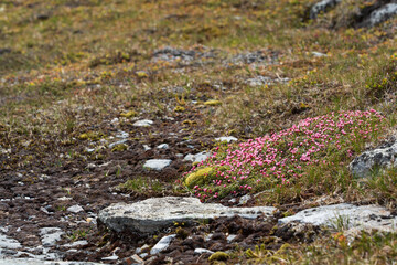 Alpine Azalea (Kalmia procumbens)