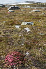 Alpine Azalea (Kalmia procumbens)