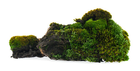 Green moss isolated on white background.