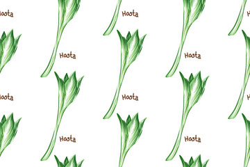  Hosta Green Leaves Seamless Vector Pattern