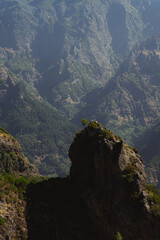 lone tree at its peak