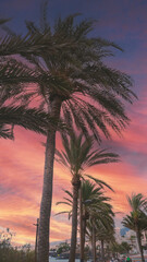 Fototapeta na wymiar Palm Trees with Sunset in Tenerife Island