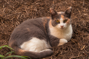 tricolor cat with big orange eyes