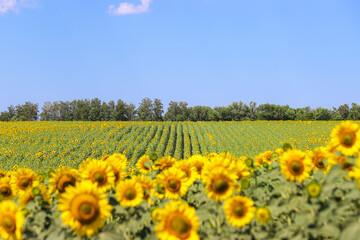Agricultural field of the blooming common sunflowers. Photo with the selective focus