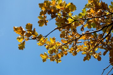 Autumn yellow-green oak leaves on sky blue