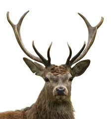 portrait of a red deer stag looking forward impressive antlers 