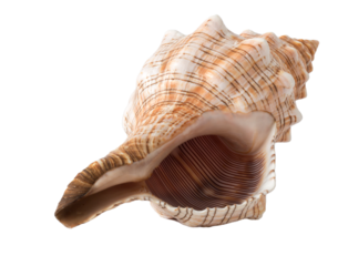 sea shell isolated on white png