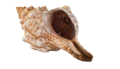 isolated close up of seashell - obrazy, fototapety, plakaty