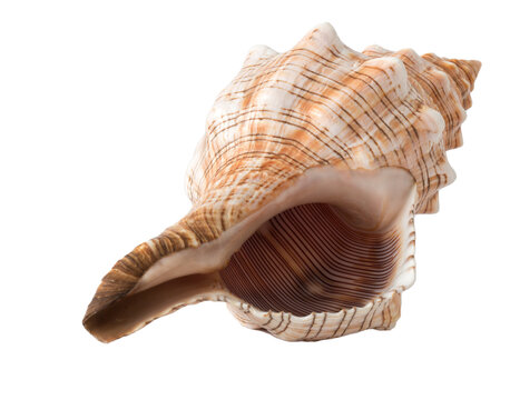 sea shell isolated on white png