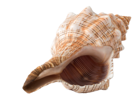 sea shell isolated on white png