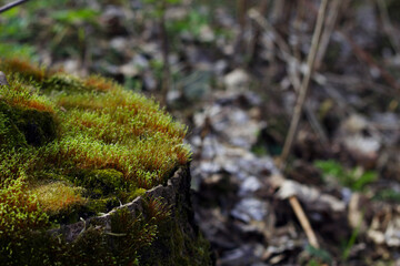 bright green moss on the tree stump in the wild forest
