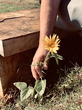 Person Holding A Flower