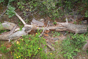 Samos - Griechenland - Olivenbaum / Samos - Greece - Olive tree /