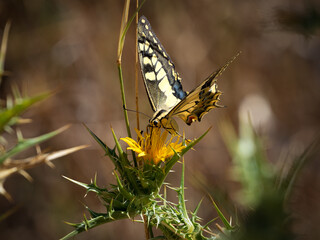 Greater Machaon butterfly perched on a flower