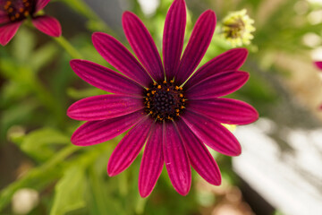 Fototapeta premium Pinke Blume - Close up