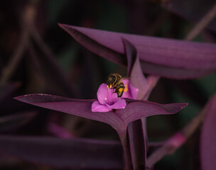 A bee pollinating a flower