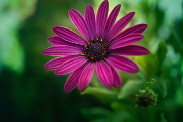 pinke Bornholmmargerite