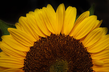 Sonnenblume - Close up