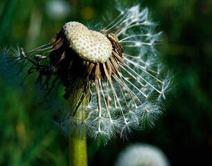 Pusteblume