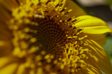 das Innere eine Sonnenblume