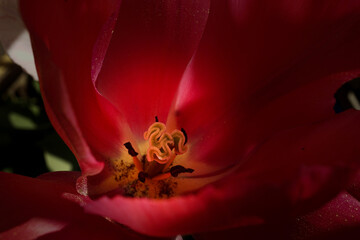 das Innere einer Tulpe