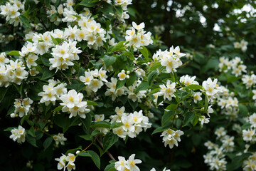 Jasmin - Close up