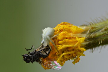 Araignée Thomisus onustus faisant son repas