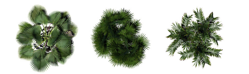 Palms top view isolated on white background, 3d illustration. © nikolarakic