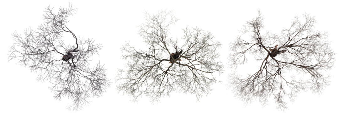Top view of the dead trees isolated on white background.