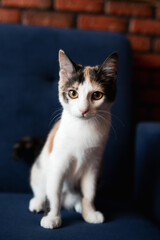 beautiful white cat with colored spots