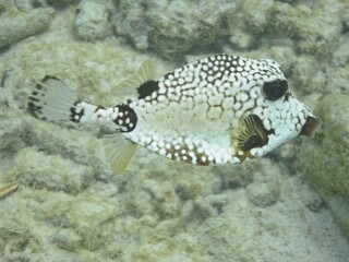 Obraz premium Vertebrate Water Boxfishes and trunkfish Organism Fish Reef