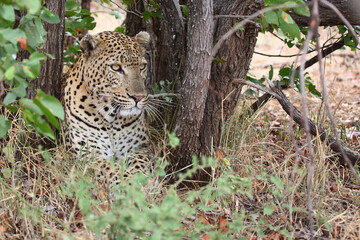 Leopard / Leopard / Panthera pardus.
