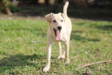C&atilde;o passeando com a boca aberta