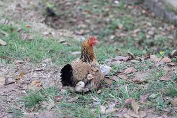 Hen protecting her chicks