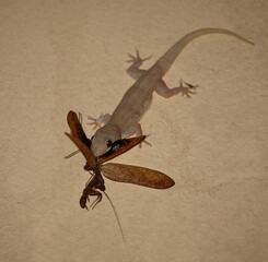 Afrikanischer Hausgecko / Tropical house gecko or Afro-American house gecko / Hemidactylus mabouia mabouia..