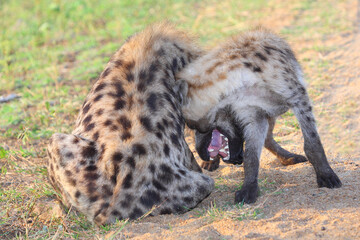 Tüpfelhyäne / Spotted hyaena / Crocuta crocuta.....