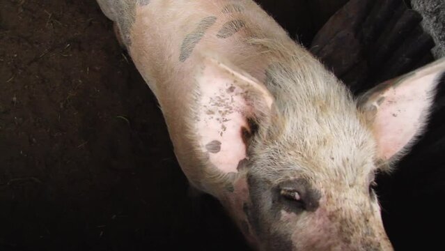 A dirty pig in a pigsty. Mumps shoves a piglet into the cell. Meat breed of pigs.