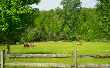 Horses in a small Ohio pasture