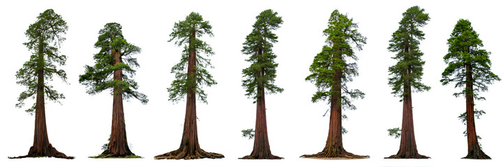 redwood tree, collection of Sequoia trees - obrazy, fototapety, plakaty