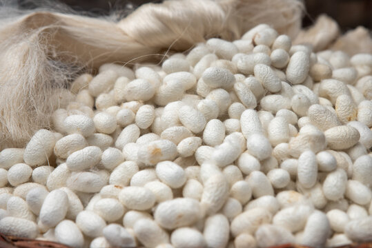 cocoons of white silkworms bred to produce silk , raw silk