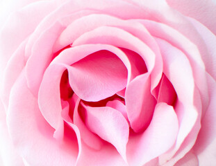 macro photo of a pink lush flower