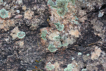the texture of a stone with mold and moss. backgrounds and abstraction