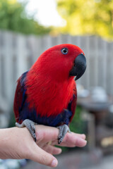 Eclectus female parrot native to the Solomon Islands, Australia, and the Maluku Islands with bright red and purple-blue plumage