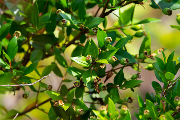 Botanical collection, leaves and berries of myrtus communis or true myrtle plant growing in garden