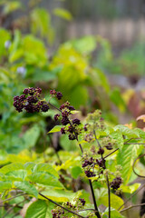 Woody shrub of Eleutherococcus senticosus or Siberian ginseng or eleuthero used in traditional Chinese medicine