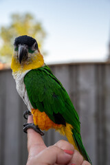 Small colorful Australian lory parrot sitting on hand