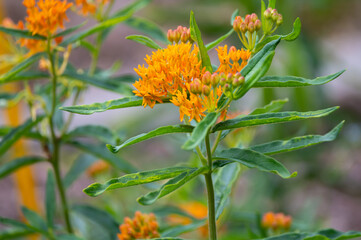 Asclepias tuberosa or butterfly weed, species of milkweed native to eastern and southwestern North America
