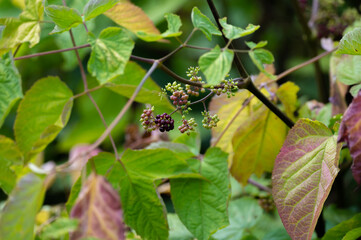 Woody shrub of Eleutherococcus senticosus or Siberian ginseng or eleuthero used in traditional Chinese medicine